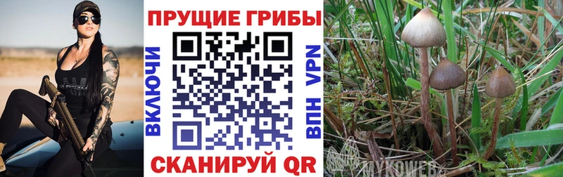 Псилоцибиновые грибы Psilocybe  площадка телеграм  Выкса 
